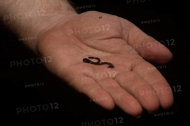 Blind snake