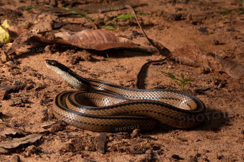 Four-striped snake