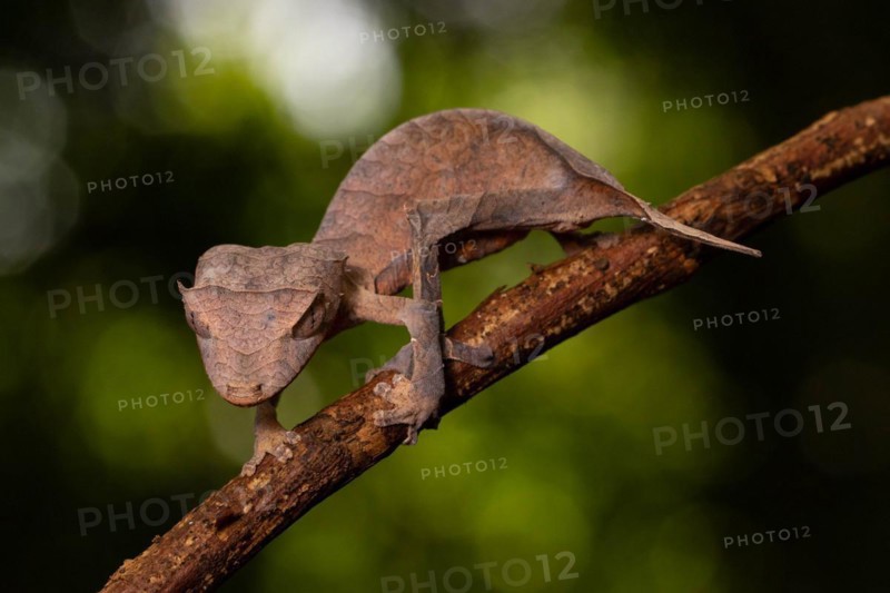 Arrow-tailed gecko