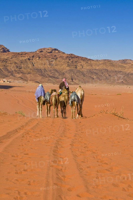 Bedouins with camels in desert