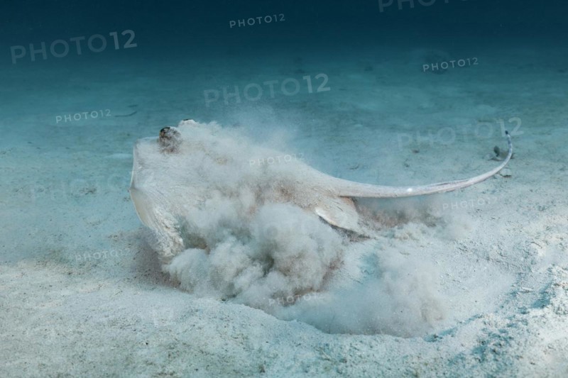 Bluespotted stingray