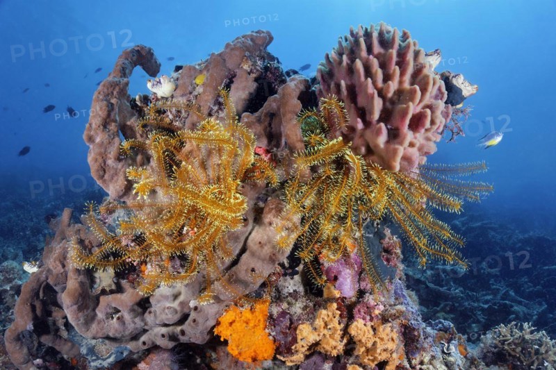 Left Brown sponge