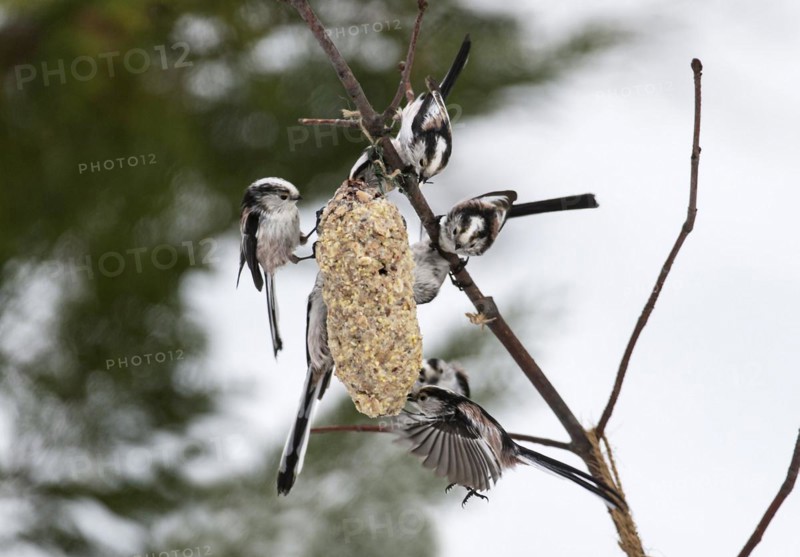 Group of Long-long-tailed tits