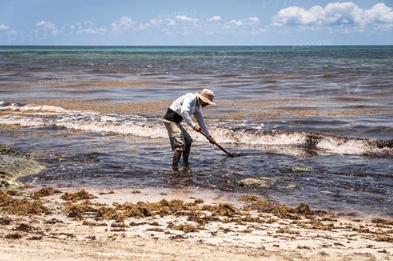 Mexican worker picking seaweed from