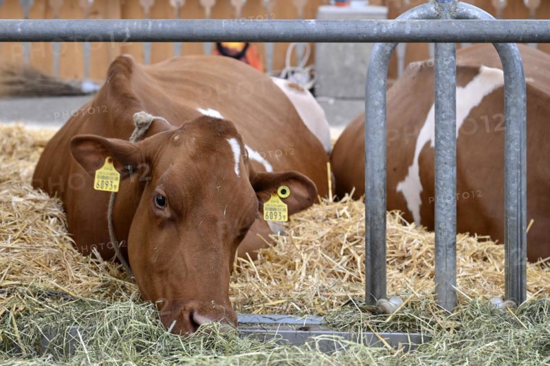 Dairy cow Swiss Fleckvieh