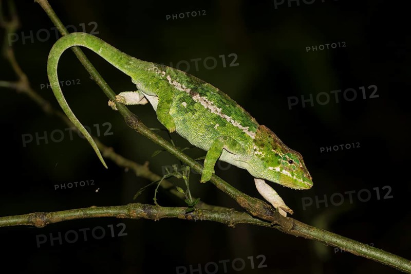 Chameleon