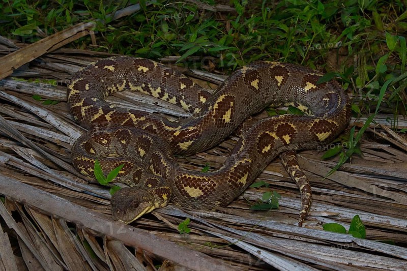 Madagascar dog-head boa