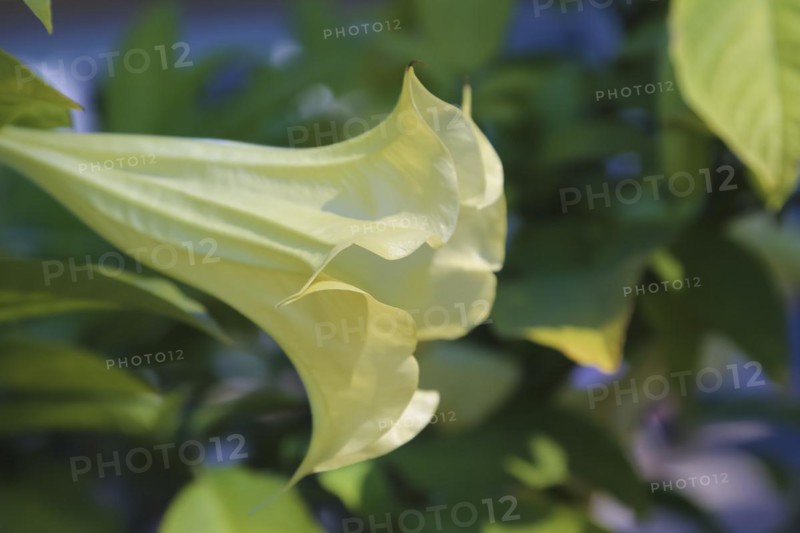 Angel's trumpet