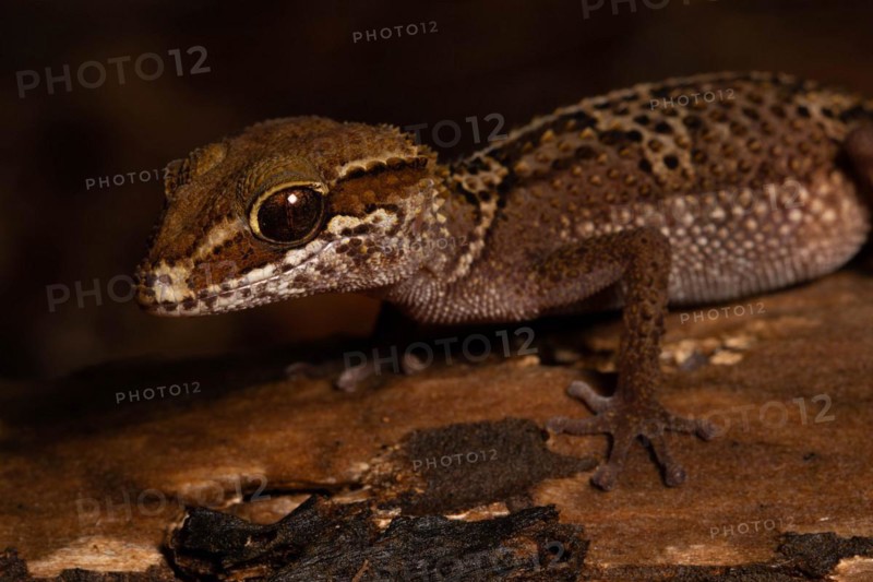 Stumpff's ground gecko