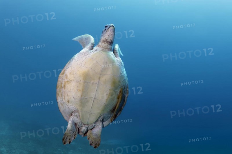 Green turtle