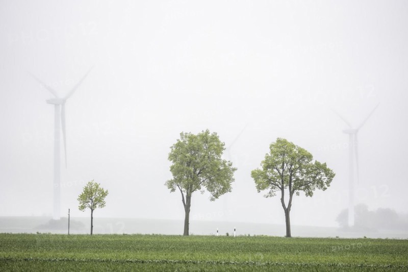 Trees along a country road stand out in front of wind turbines in Vierkirchen