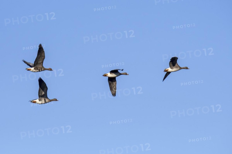 Flock of white-fronted geese