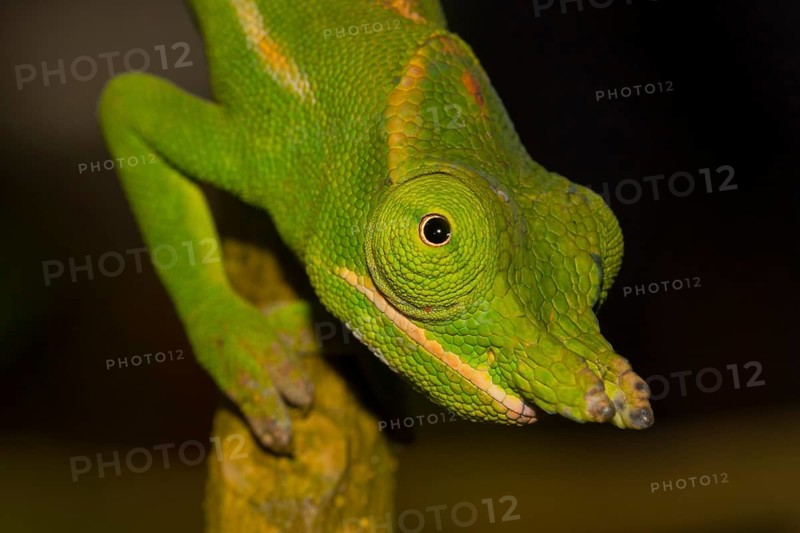 Close-up of a petter's chameleon