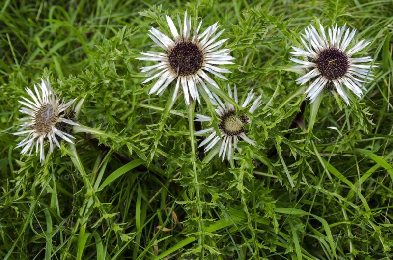 Flowering specimens of a silver thistle