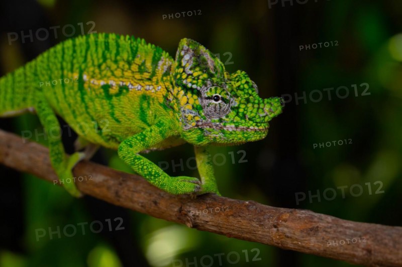 Rediscovered male voeltzkow's chameleon