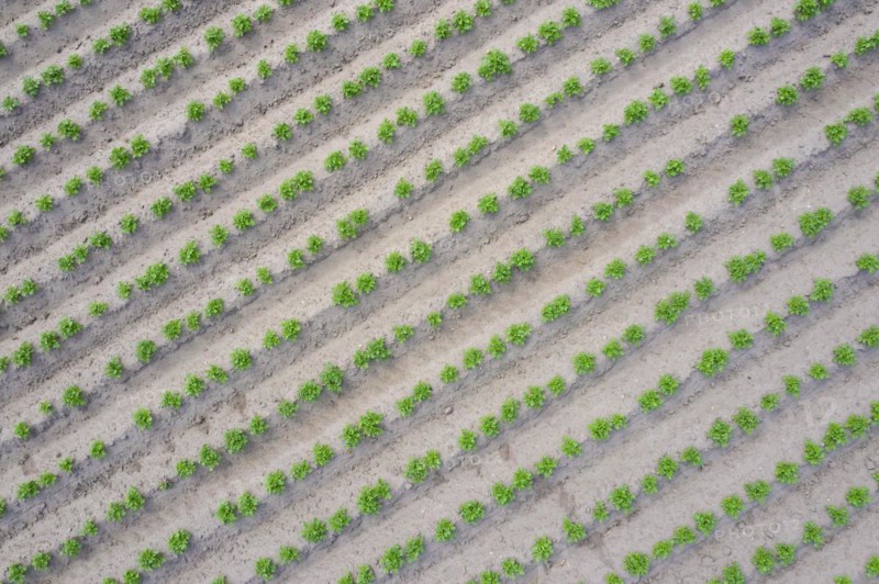 Aerial view over rows of green shoots of potato
