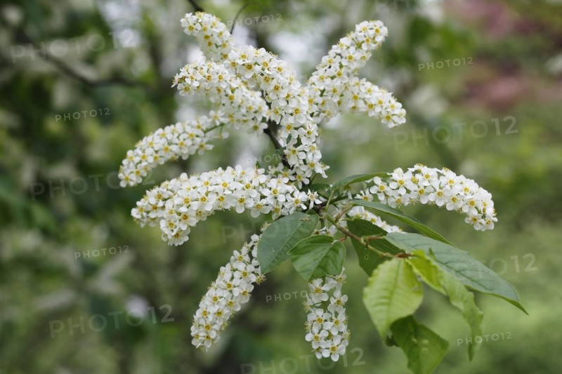 European bird cherry