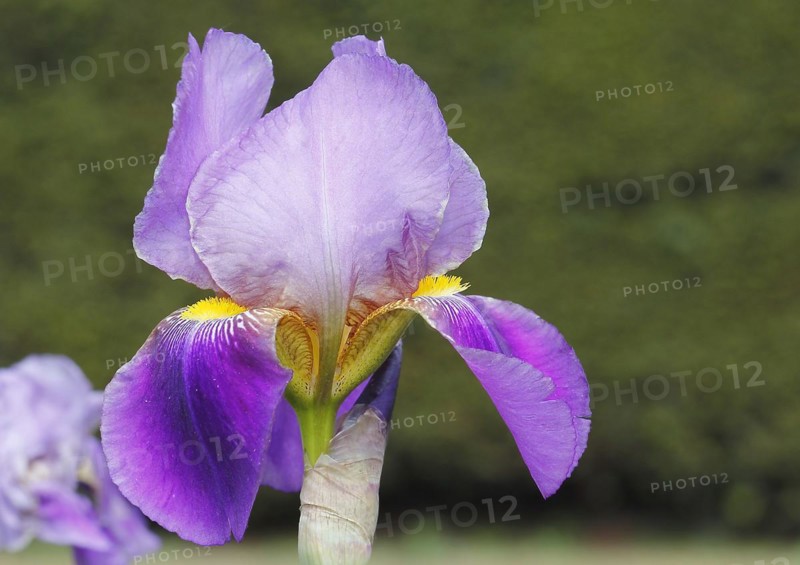 German lily hybrid