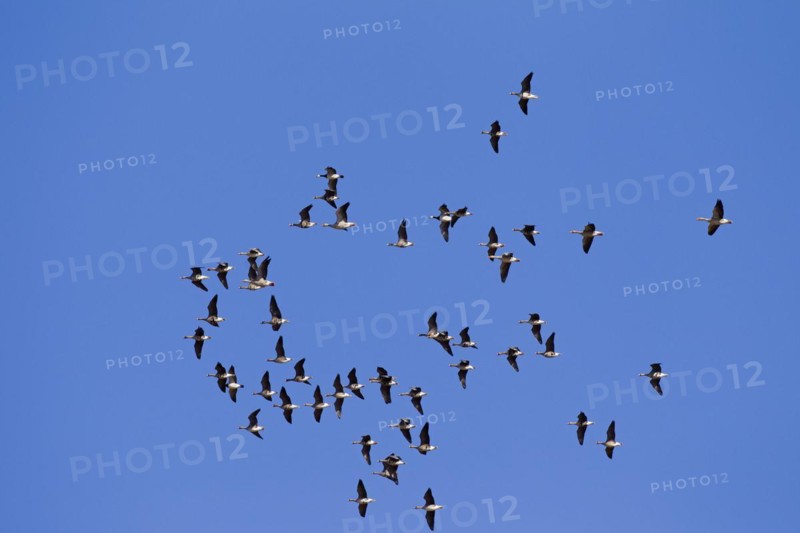 Greater white-fronted geese