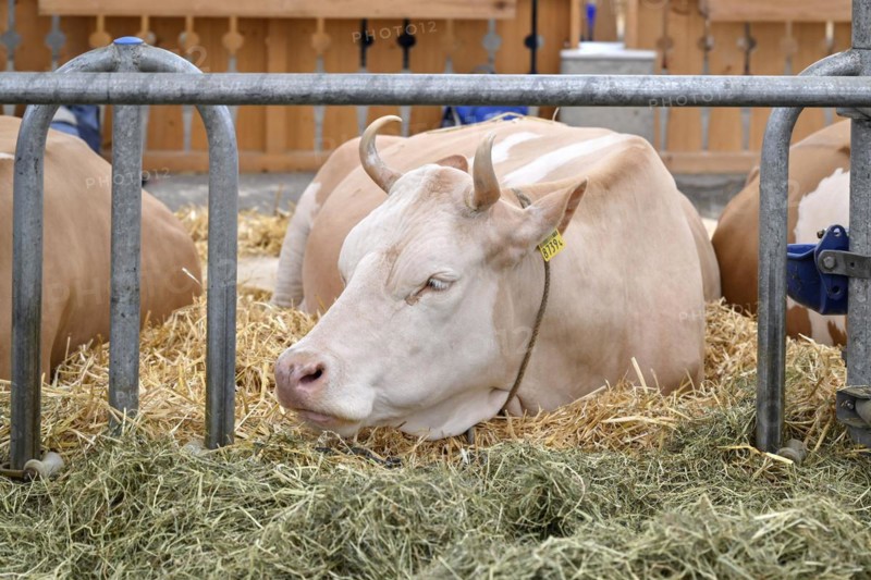 Simmental dairy cow