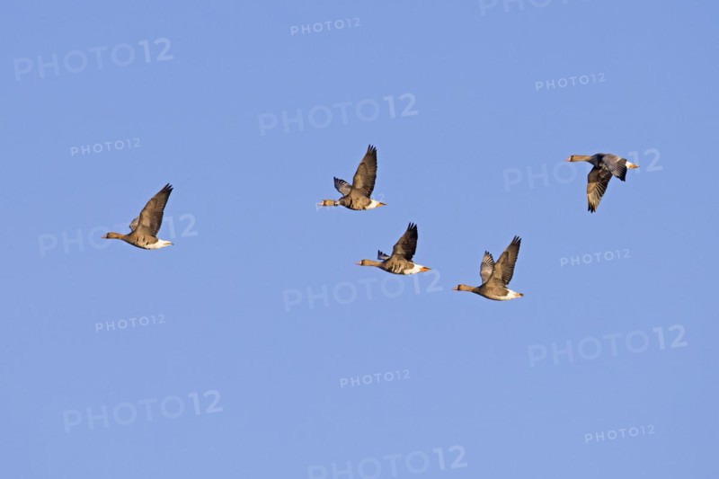 Flock of greater white-fronted geese