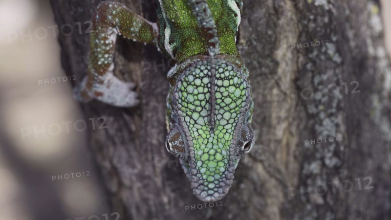 Close-up