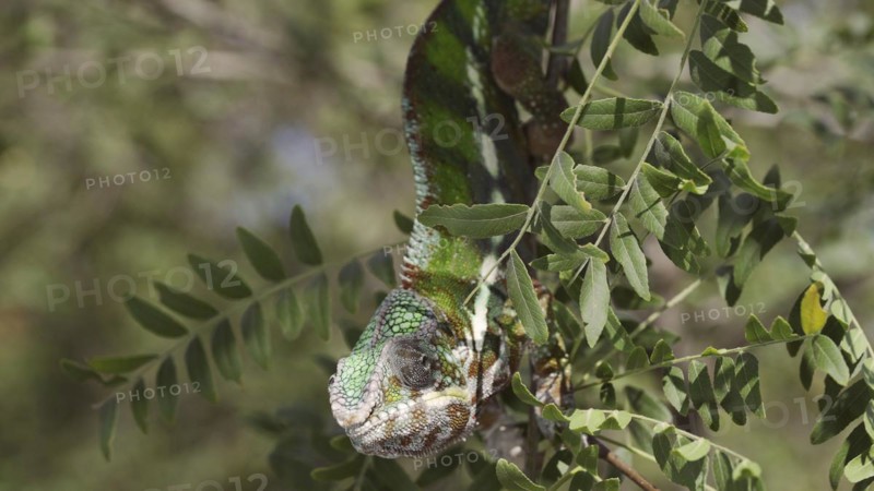 Close-up of bright green chameleon hanging down swaying on thin tree branch among green leaves on sunny day