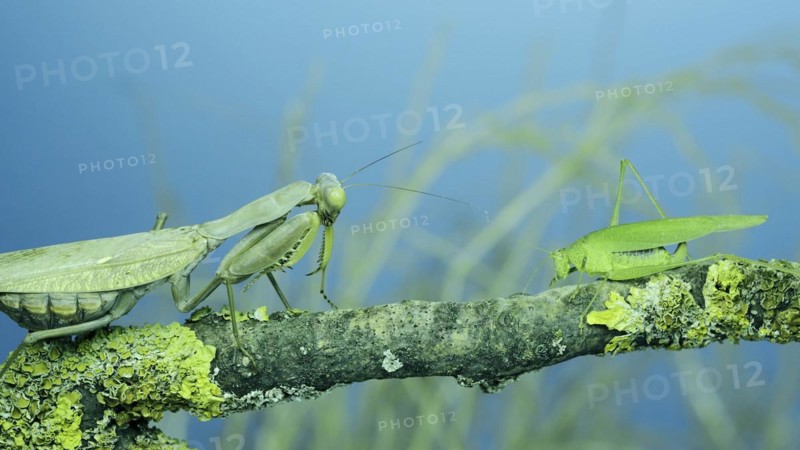 Green grasshopper chirps its wings next to large female praying mantis sitting on tree branch covered with lichen