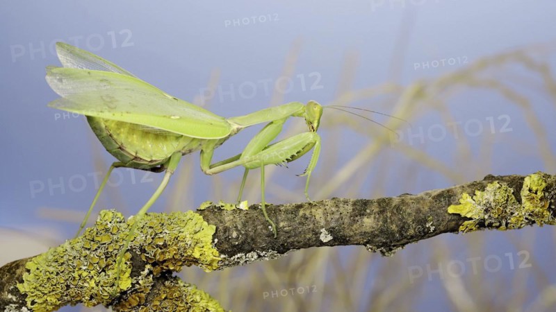 Large female green praying mantis sits wings spread on the tree branch covered with lichen and looks around