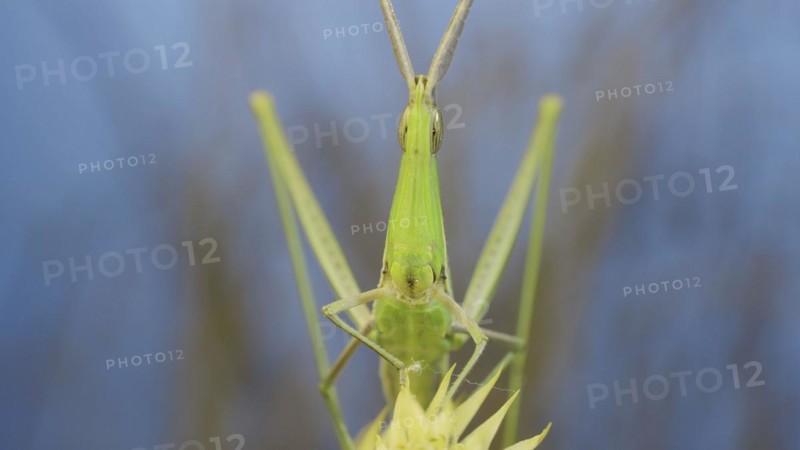 Frontal portrait of Giant green slant-face grasshopper Acrida sitting on spikelet on grass and blue sky background