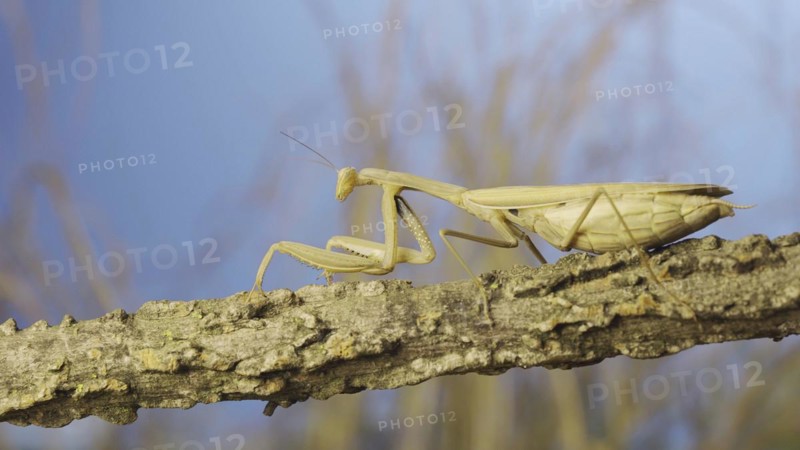 Big female praying mantis sitting on branch in the grass and blue sky background