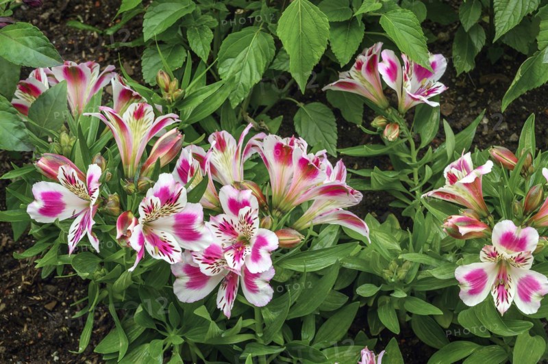 Peruvian lilies