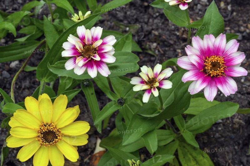 Zinnias