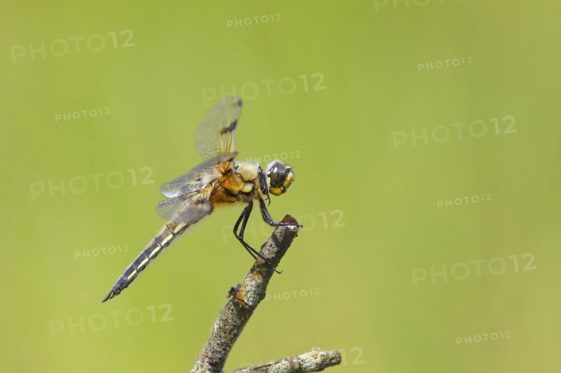 Four-spotted chaser