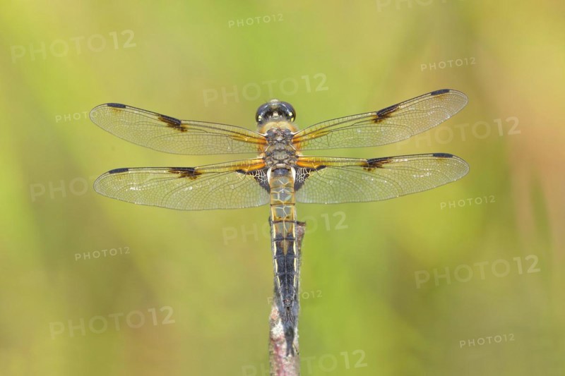 Four-spotted chaser