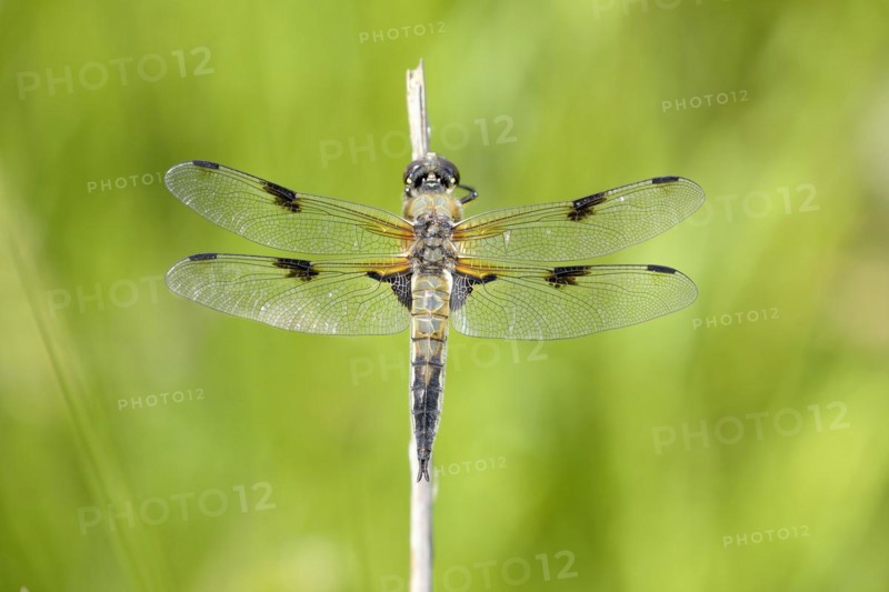 Four-spotted chaser