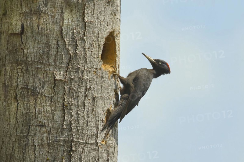 Black Woodpecker