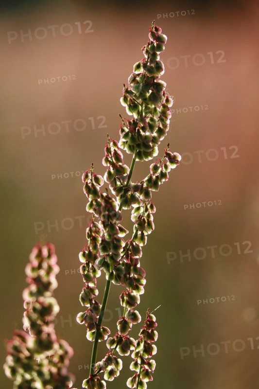Field with sorrel in beautiful evening light