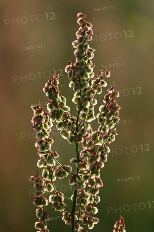 Field with sorrel in beautiful evening light