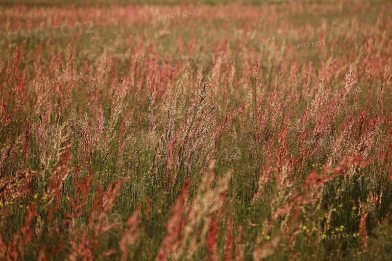 Field with sorrel in beautiful evening light
