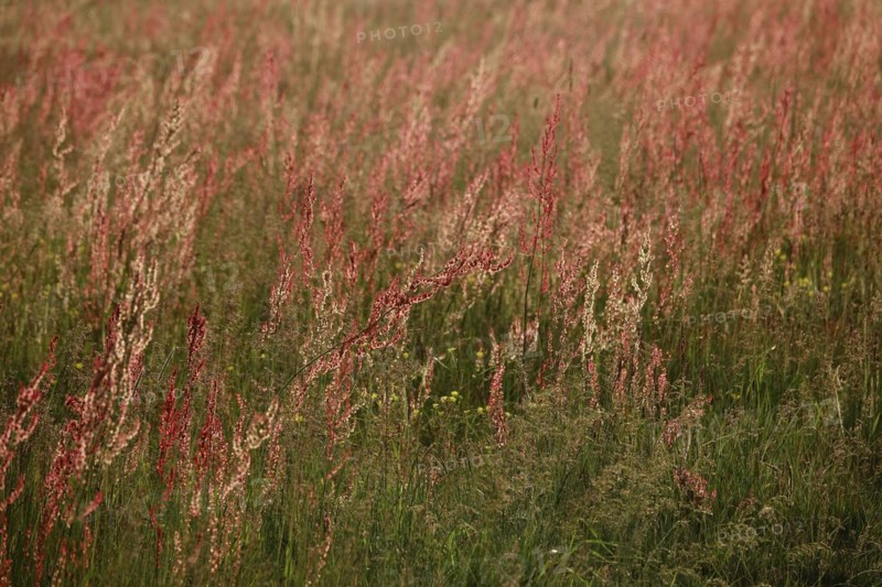 Field with sorrel in beautiful evening light
