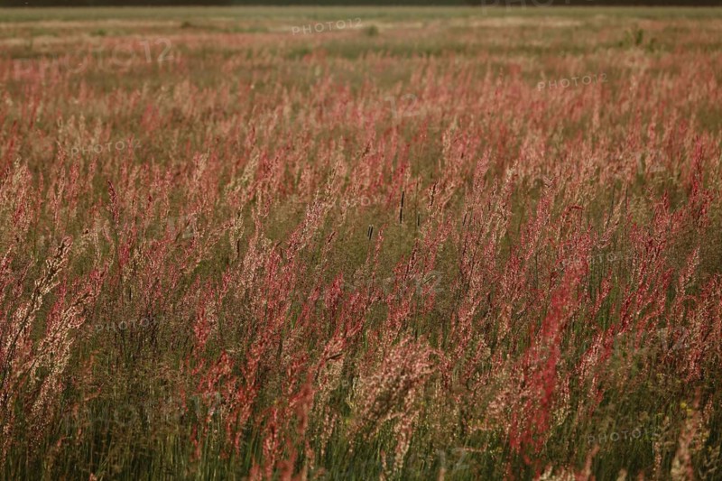 Field with sorrel in beautiful evening light
