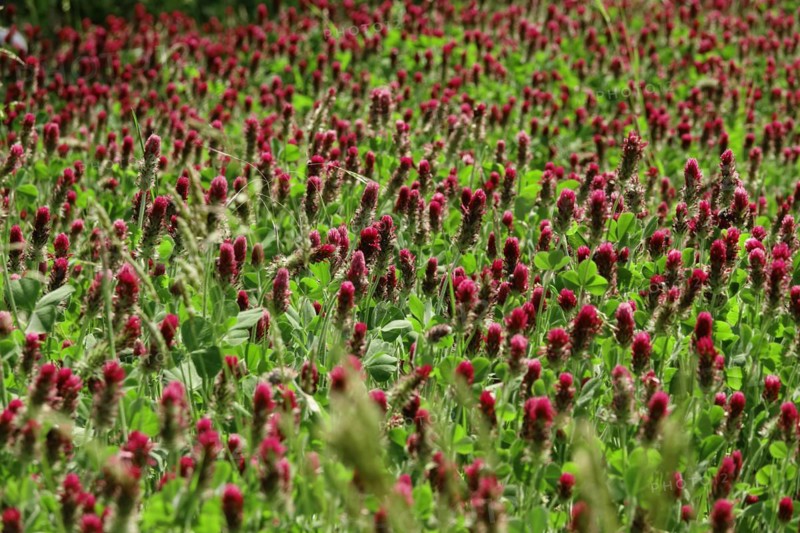 Incarnate clover
