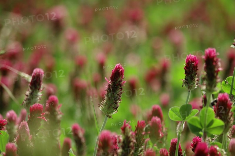 Incarnate clover