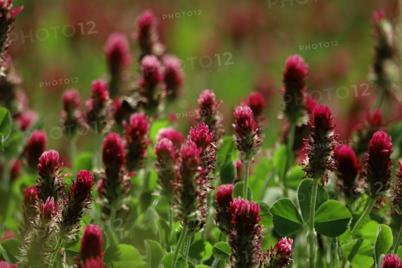 Incarnate clover