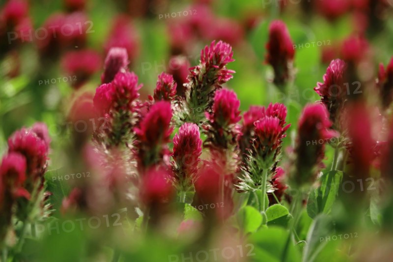 Incarnate clover