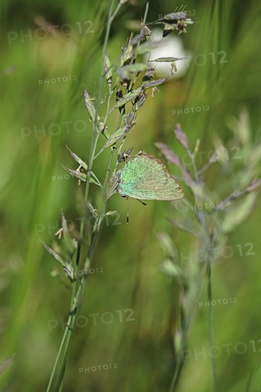 Green Fritillary