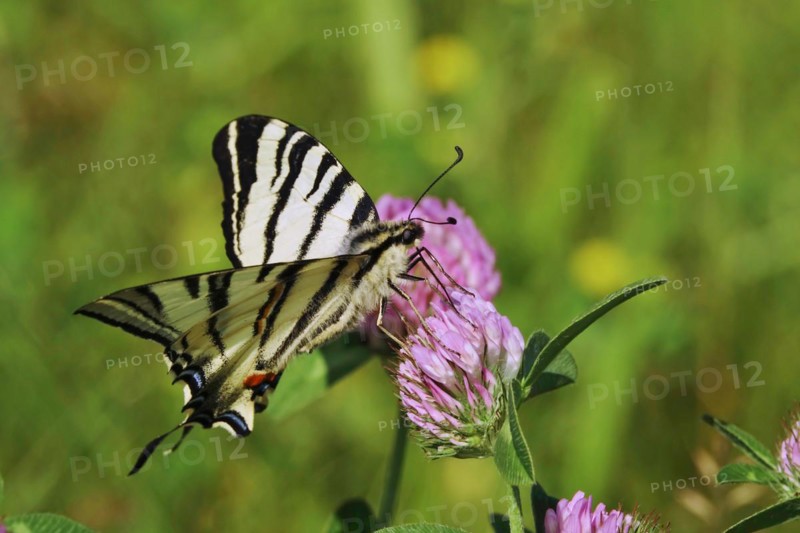 Scarce swallowtail