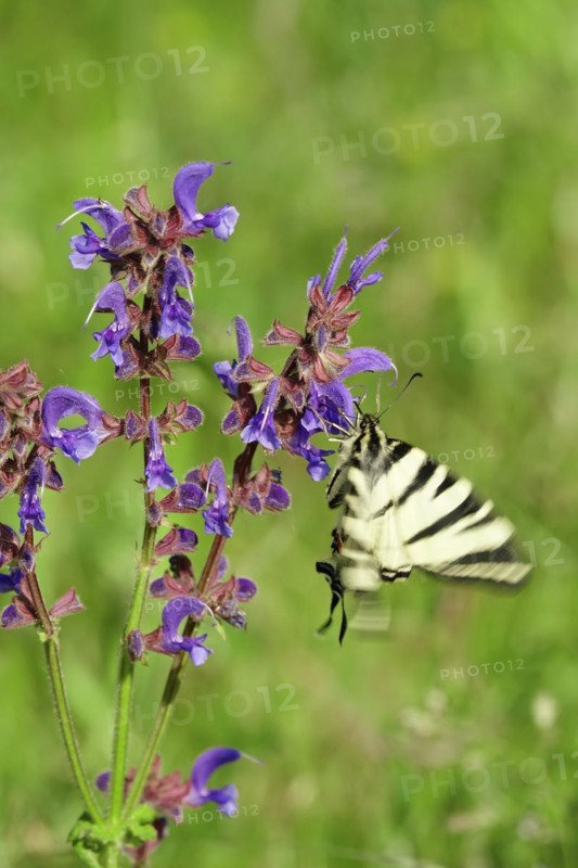 Scarce swallowtail