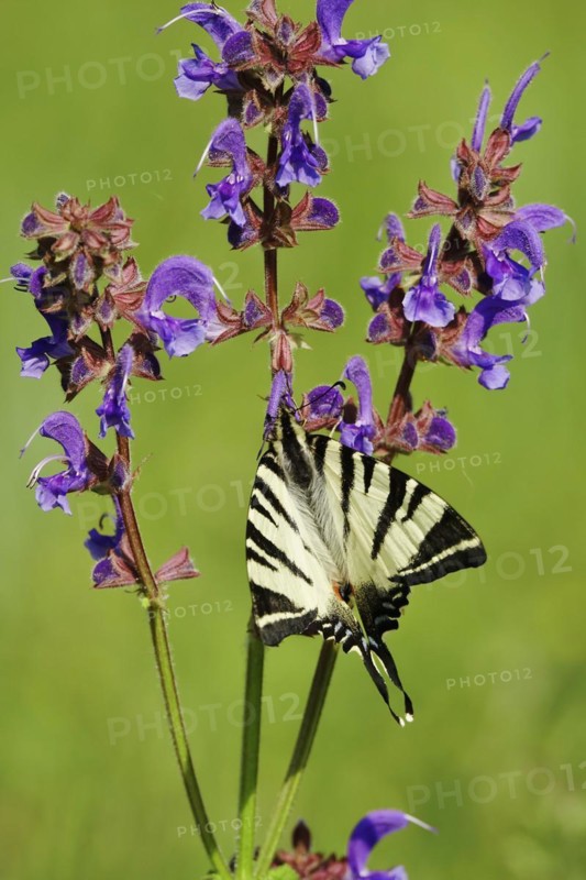 Scarce swallowtail